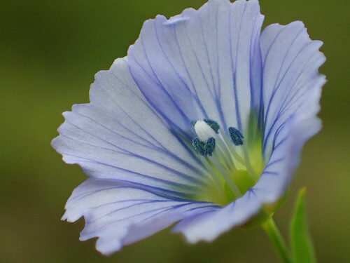 Linum usitatissimum (Flax) — photo