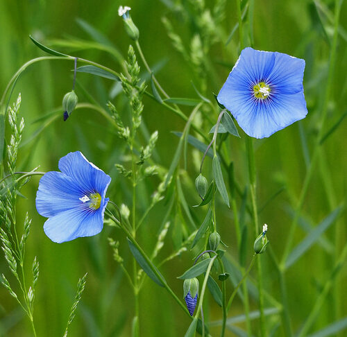 Linum usitatissimum (Flax) — photo