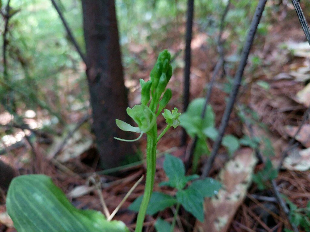 Liparis japonica - (Miq.)Maxim. — photo