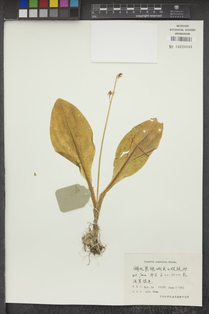 Liparis japonica - (Miq.)Maxim. — photo