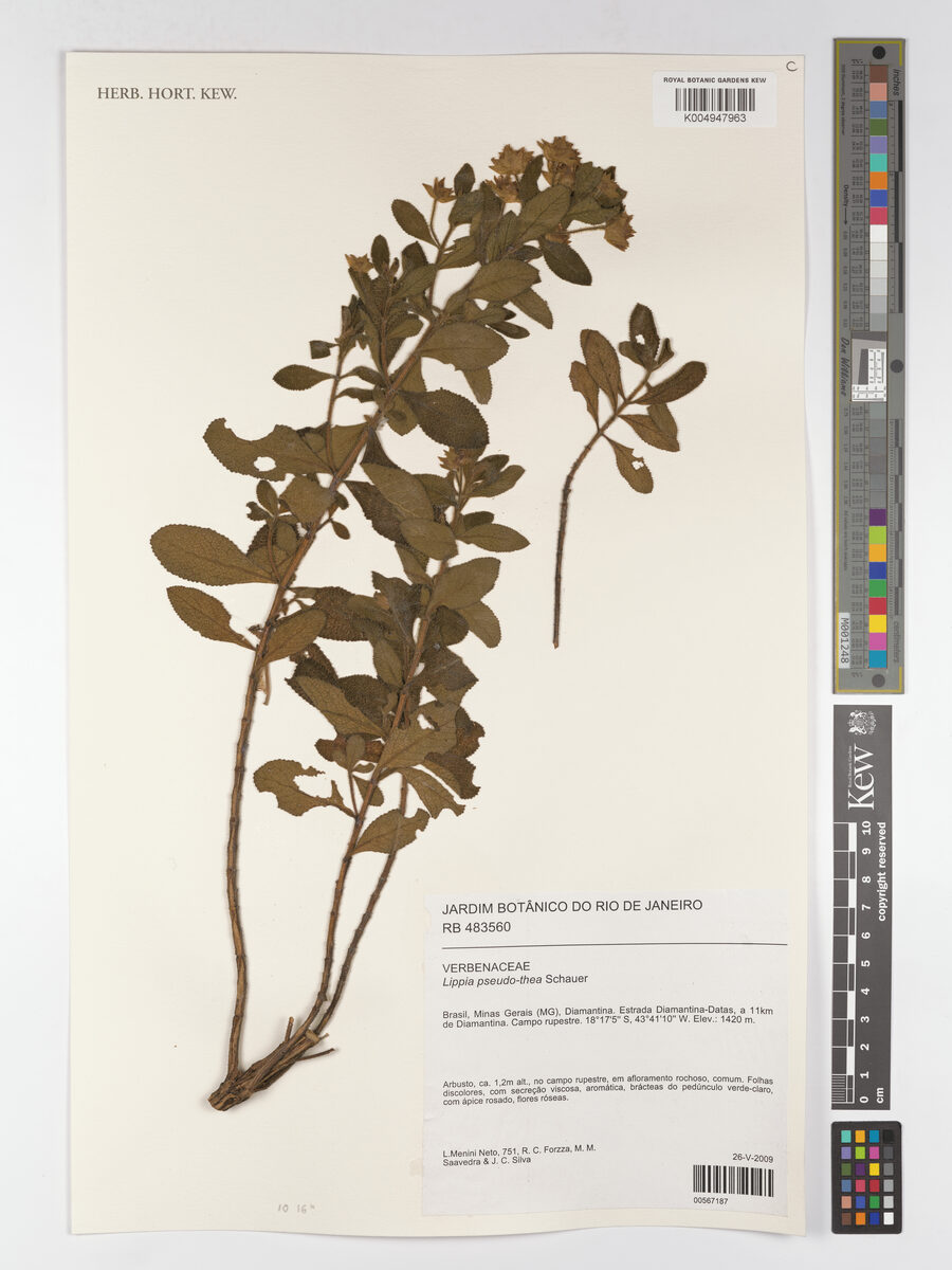 Lippia pseudothea