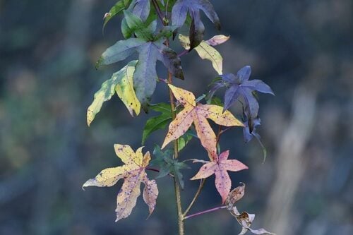 Liquidambar styraciflua (Sweet Gum) — photo