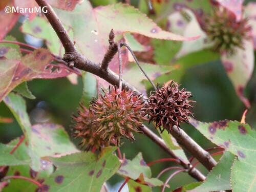 Liquidambar styraciflua (Sweet Gum) — photo