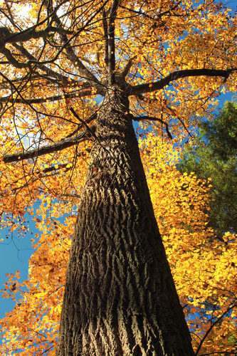 Liriodendron tulipifera (Tulip Tree) — photo