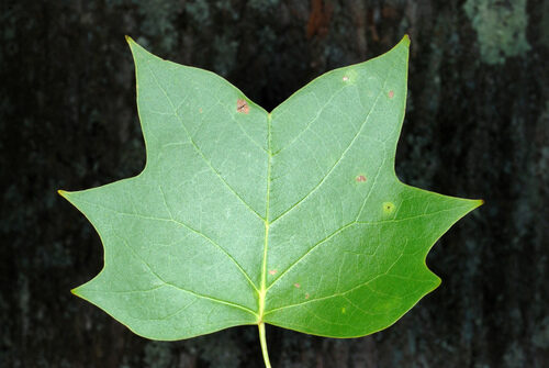 Liriodendron tulipifera (Tulip Tree) — photo