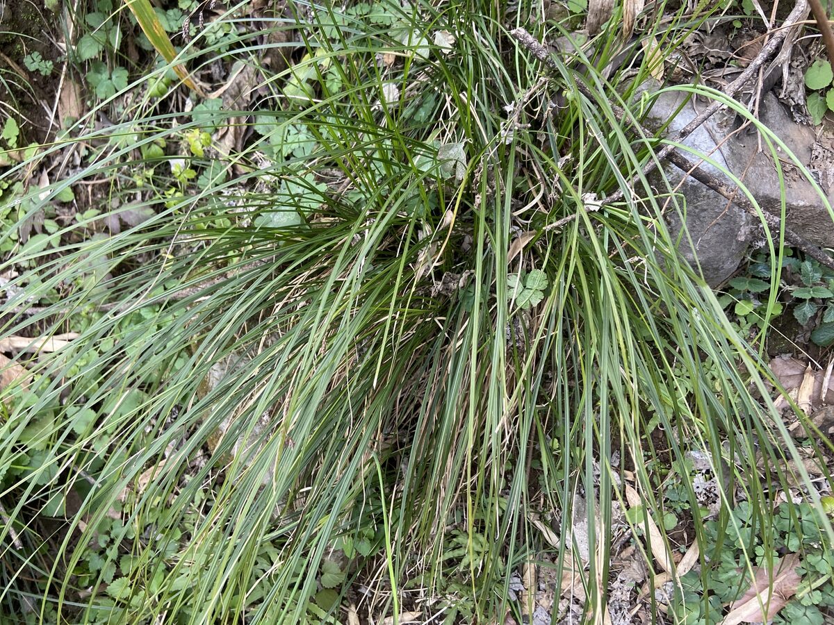 Liriope graminifolia - (L.)Baker. (Lilyturf) — photo