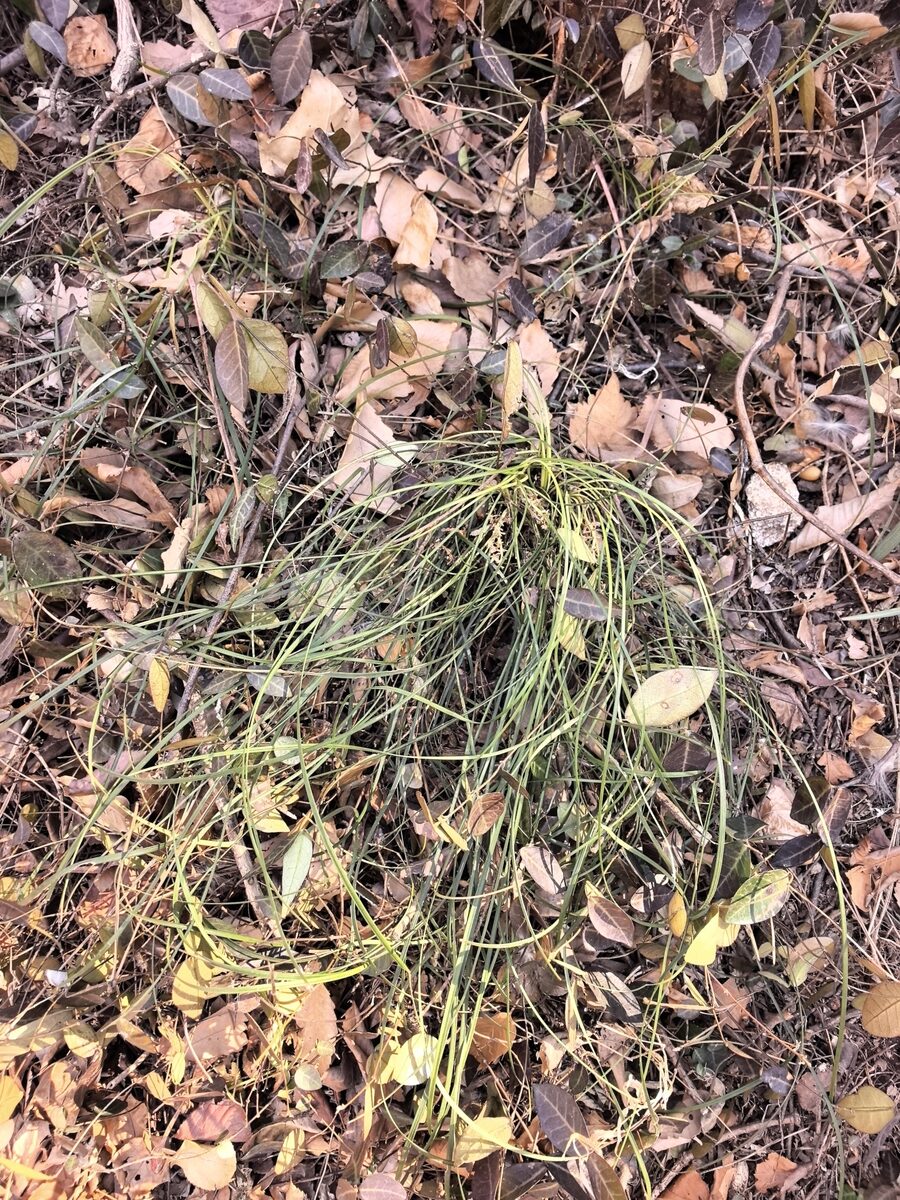 Liriope graminifolia - (L.)Baker. (Lilyturf) — photo