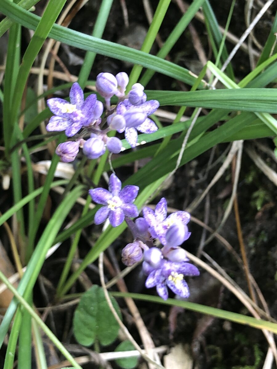 Liriope minor - (Maxim.)Makino. — photo