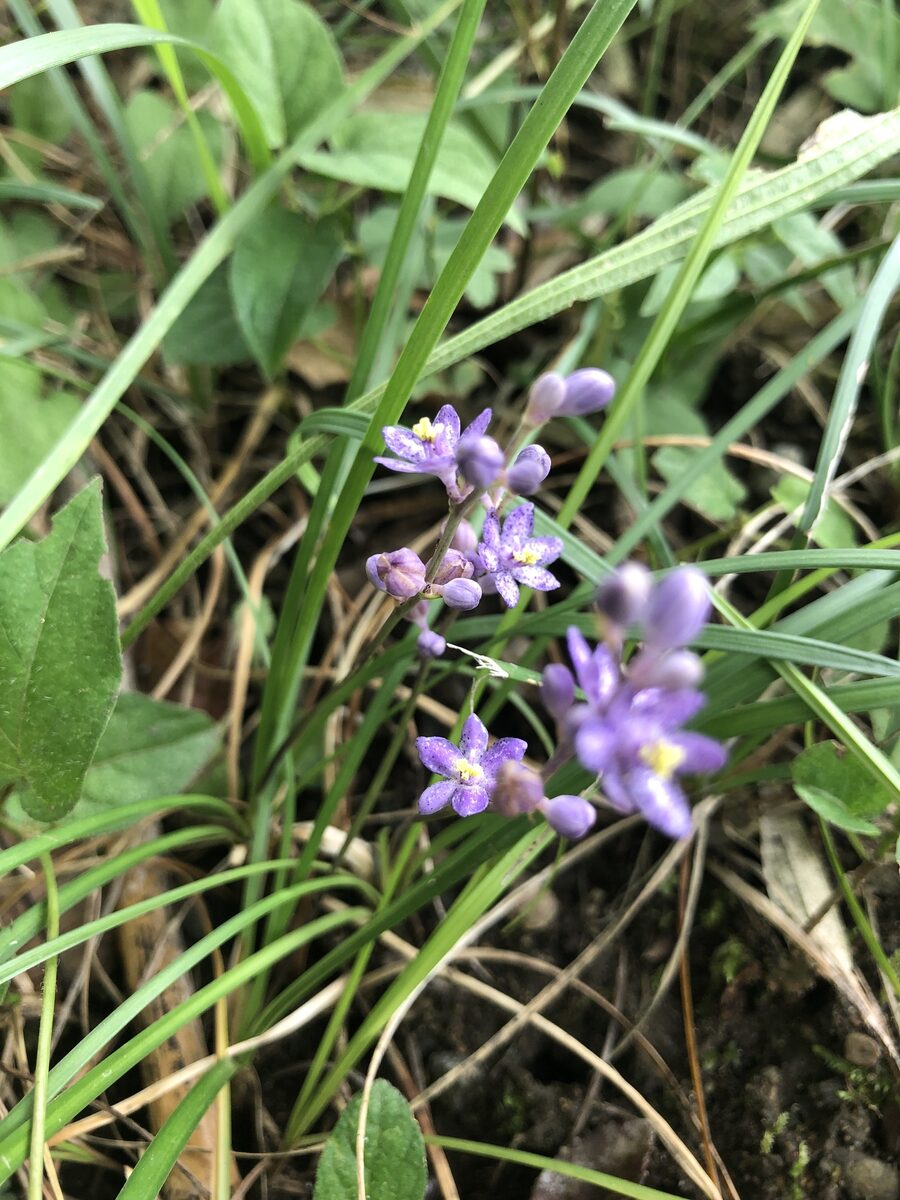 Liriope minor - (Maxim.)Makino. — photo