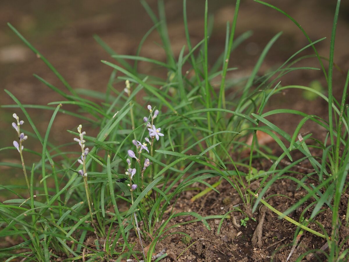 Liriope minor - (Maxim.)Makino.
