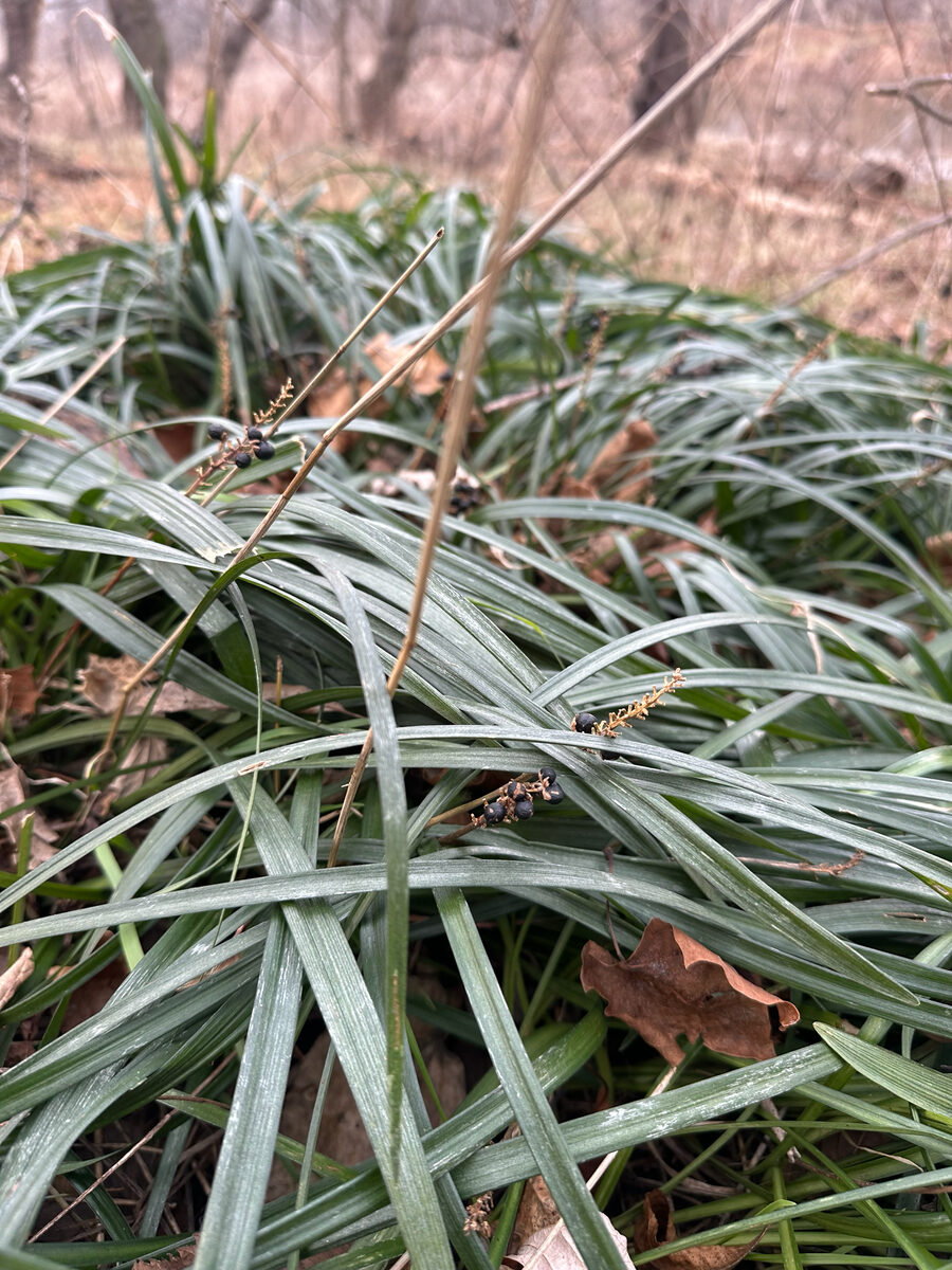 Liriope muscari - (Decne.)L.H.Bailey. (Lilyturf) — photo