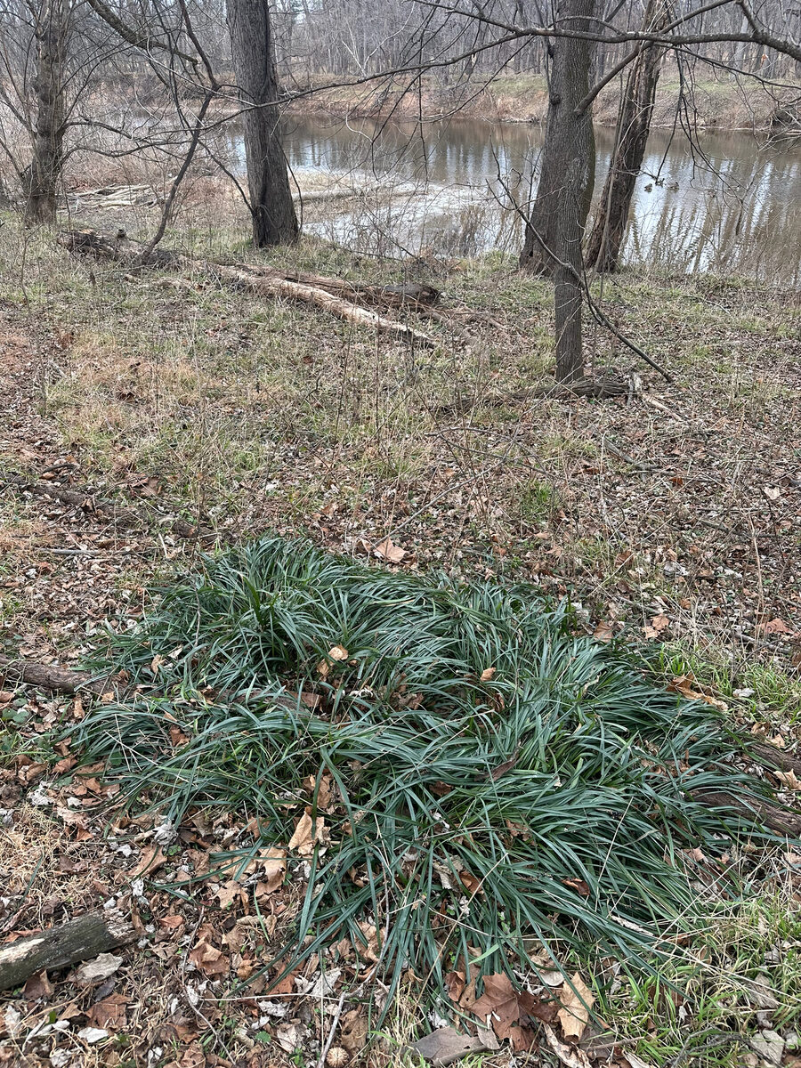 Liriope muscari - (Decne.)L.H.Bailey. (Lilyturf) — photo