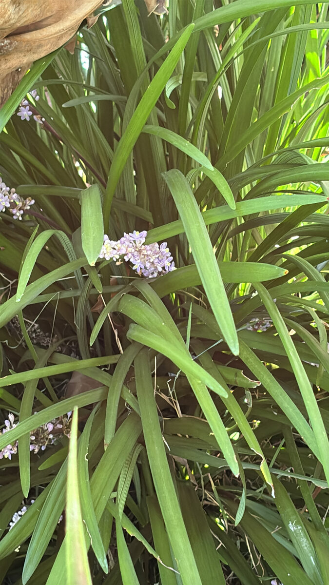 Liriope muscari - (Decne.)L.H.Bailey.