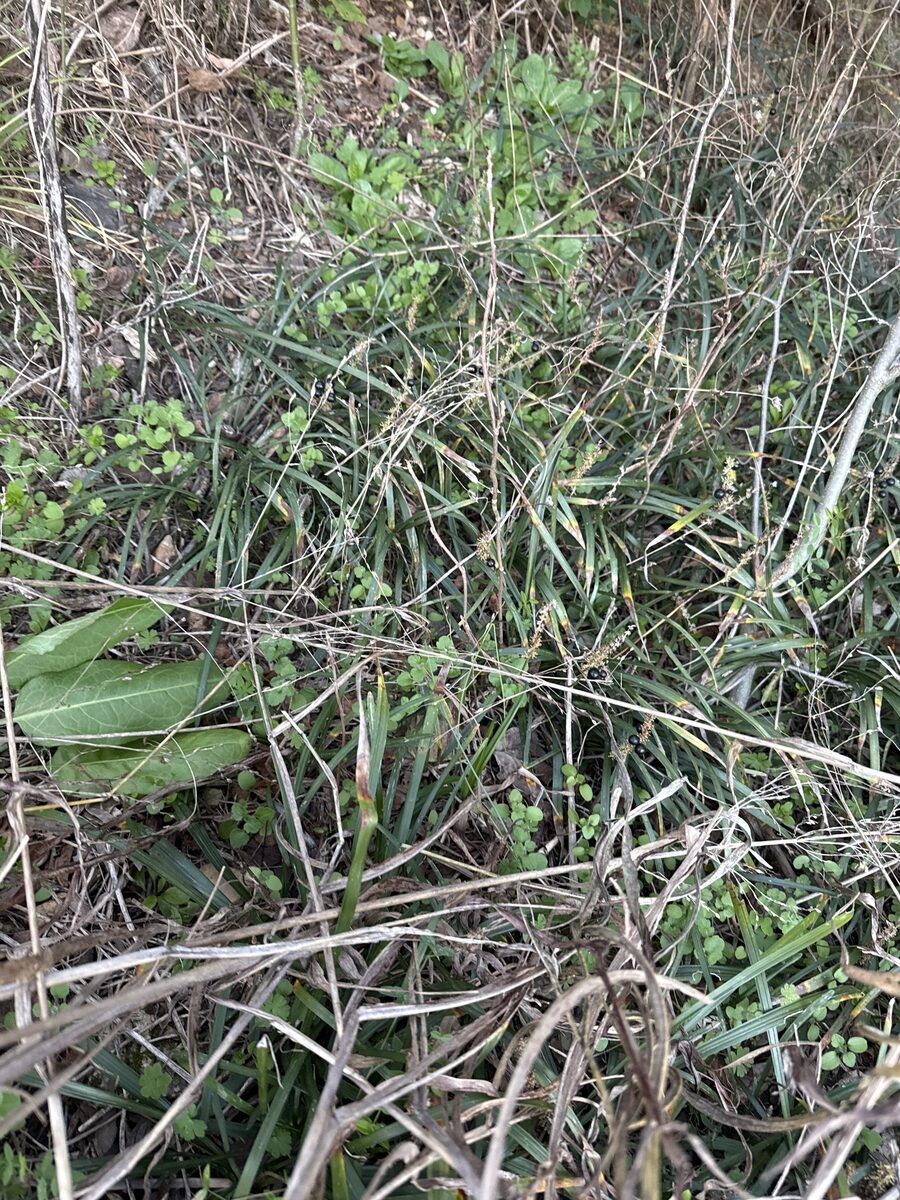 Liriope spicata - (Thunb.)Lour. (Lily Turf) — photo