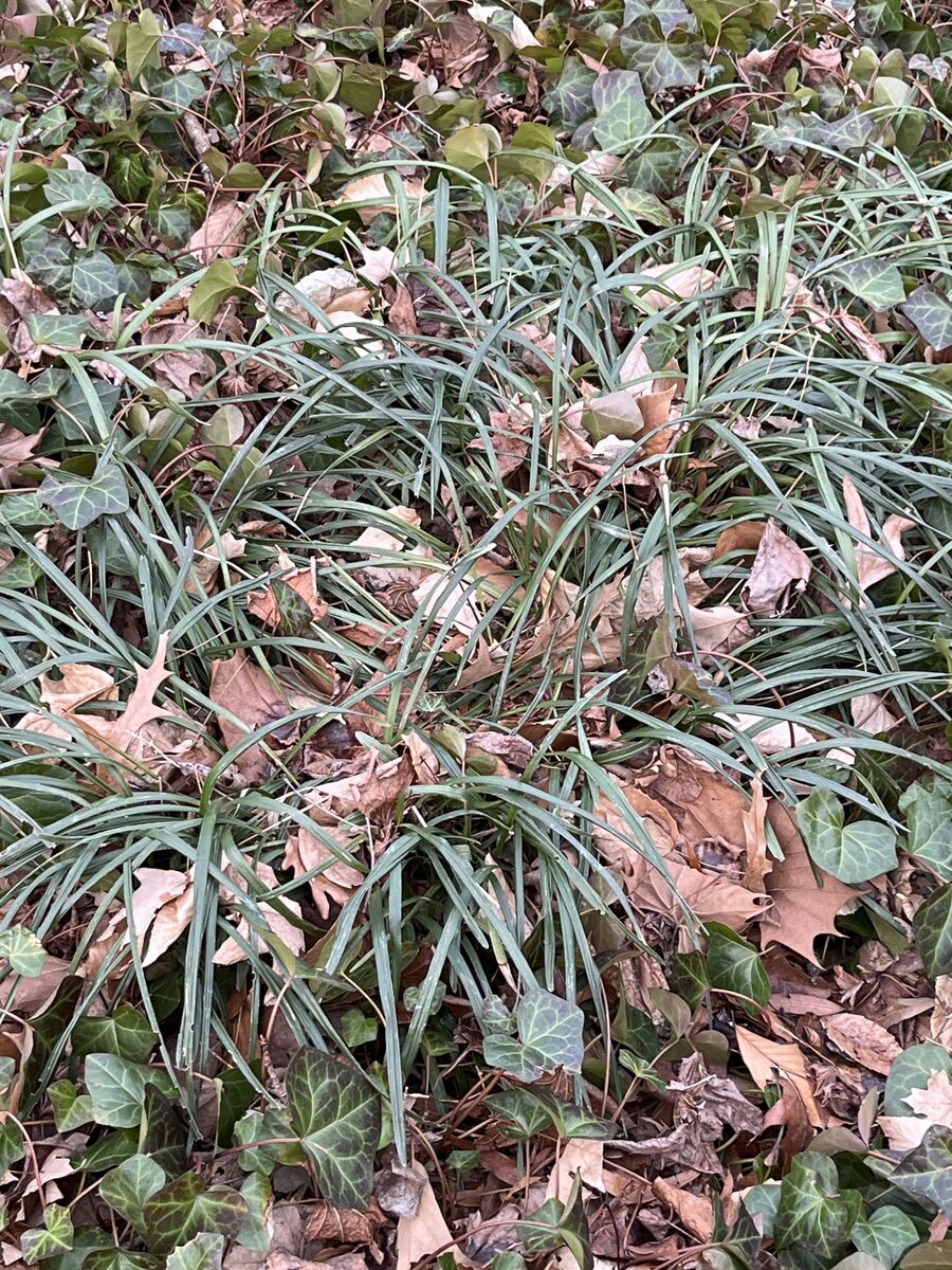 Liriope spicata - (Thunb.)Lour. (Lily Turf) — photo