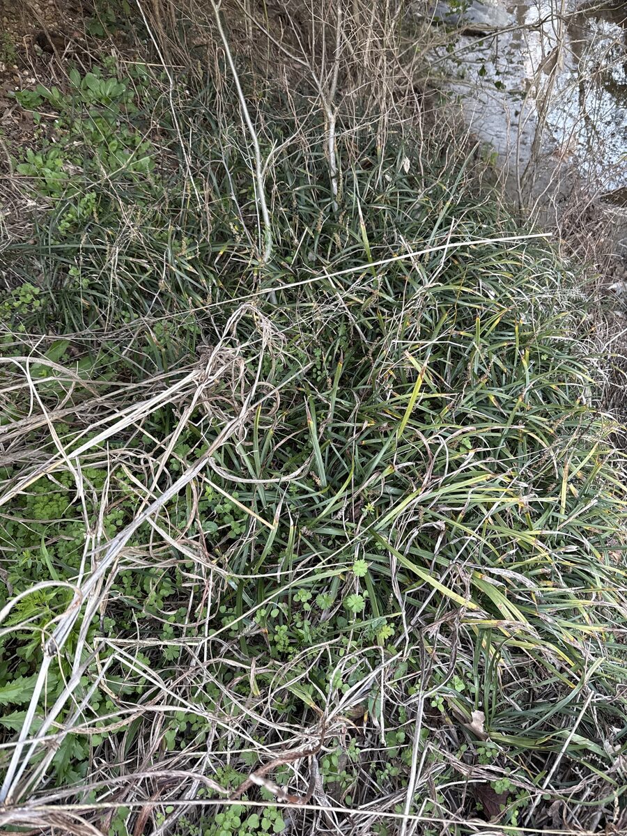 Liriope spicata - (Thunb.)Lour.