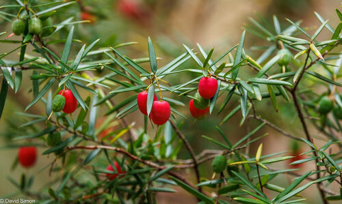 Lissanthe sapida — photo