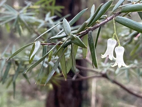 Lissanthe sapida