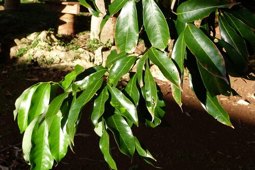 Litchi chinensis (Lychee) — photo