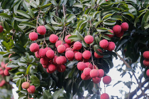 Litchi chinensis (Lychee) — photo