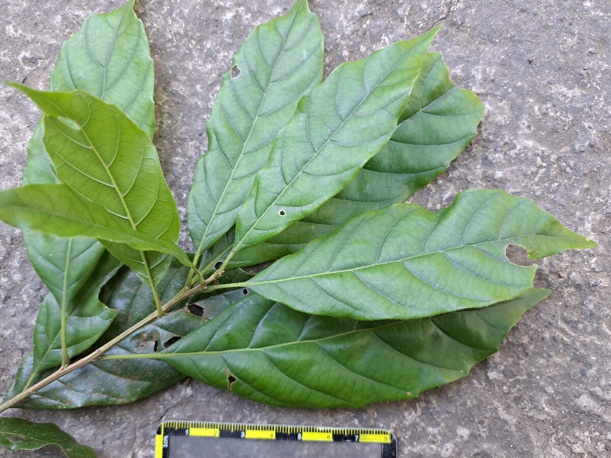 Lithocarpus corneus - (Oerst.)Rehder. — photo