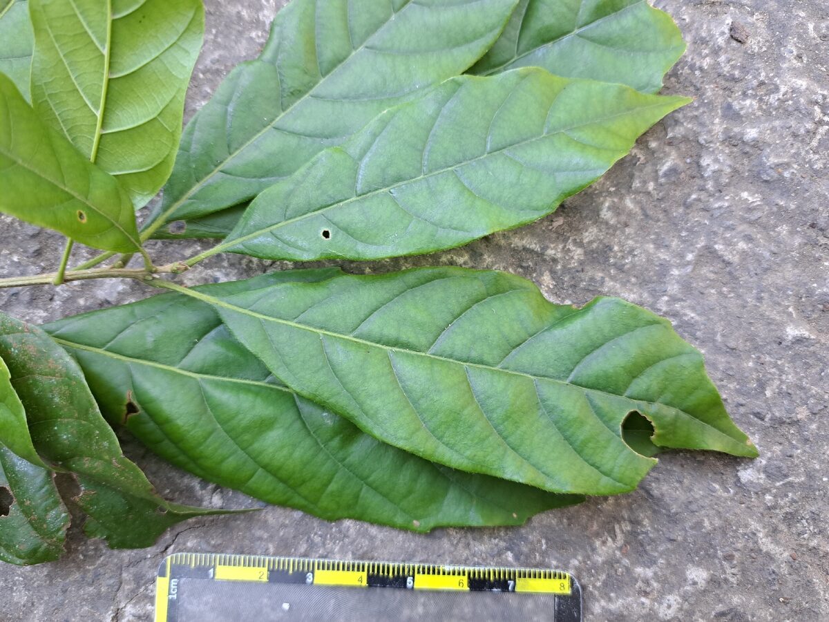 Lithocarpus corneus - (Oerst.)Rehder. — photo