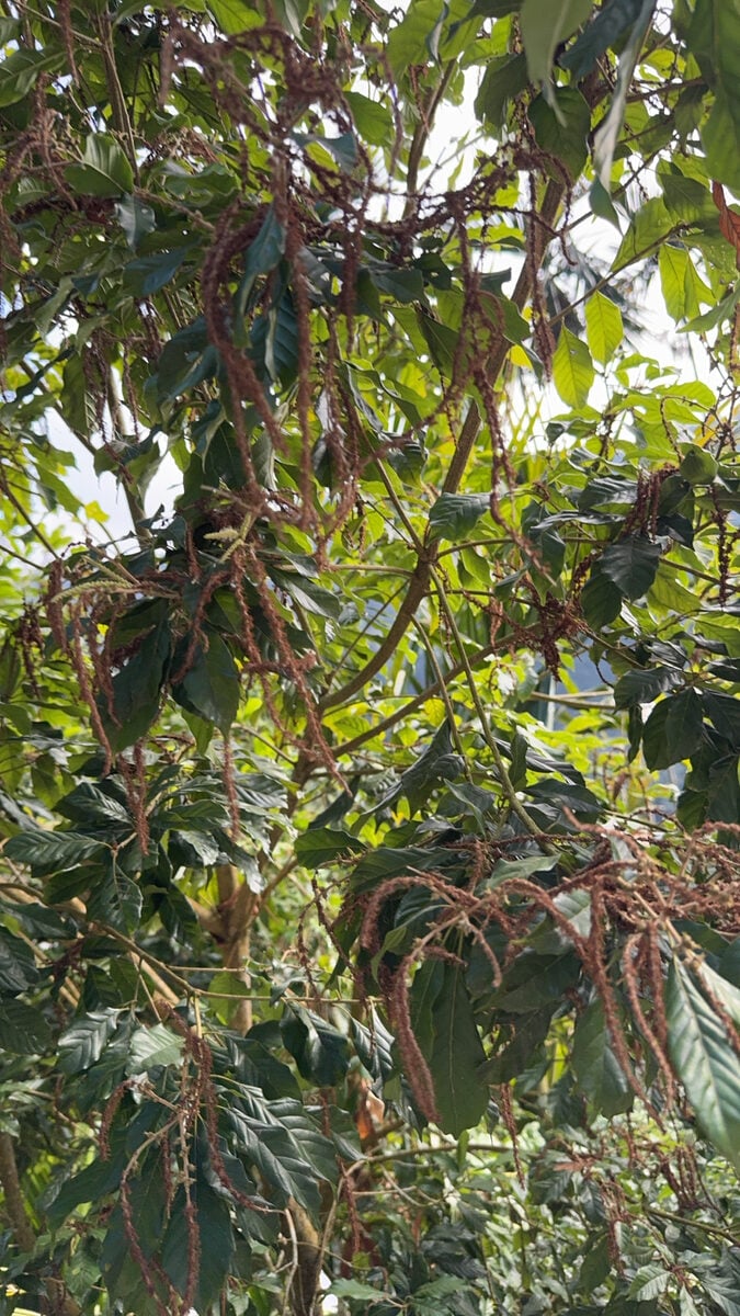 Lithocarpus corneus - (Oerst.)Rehder.