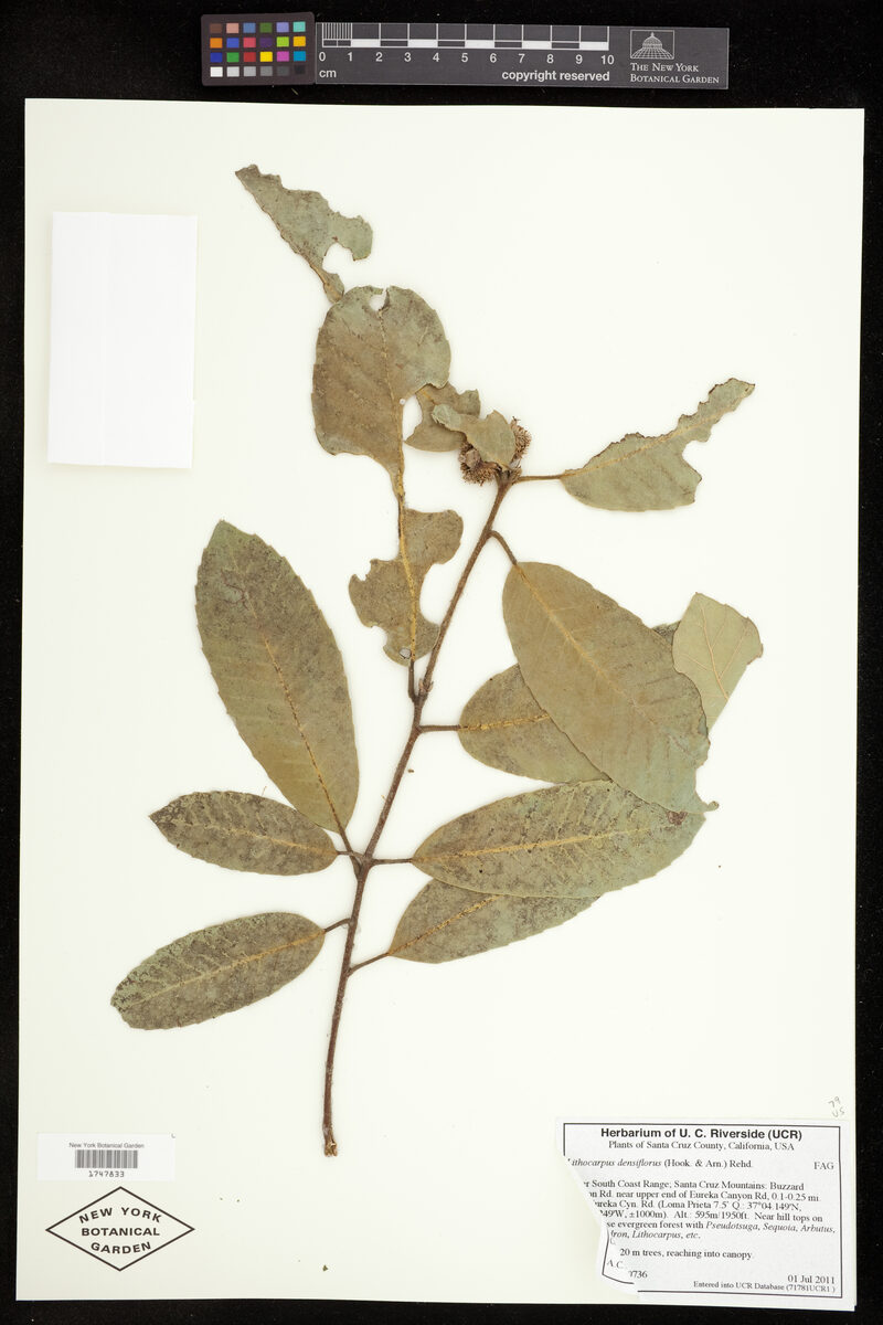 Lithocarpus densiflorus - (Hook.&Arn.)Rehder. (Tanbark Oak) — photo