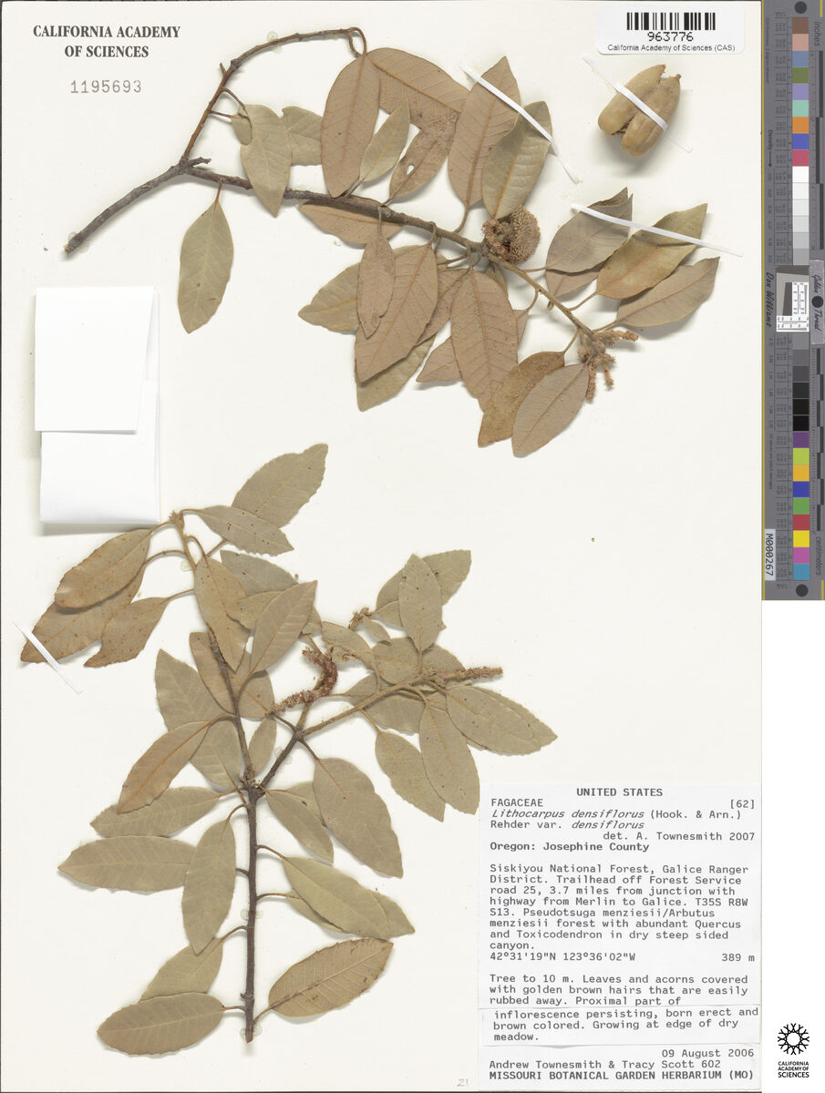 Lithocarpus densiflorus - (Hook.&Arn.)Rehder. (Tanbark Oak) — photo