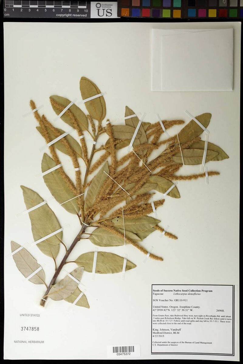 Lithocarpus densiflorus - (Hook.&Arn.)Rehder.