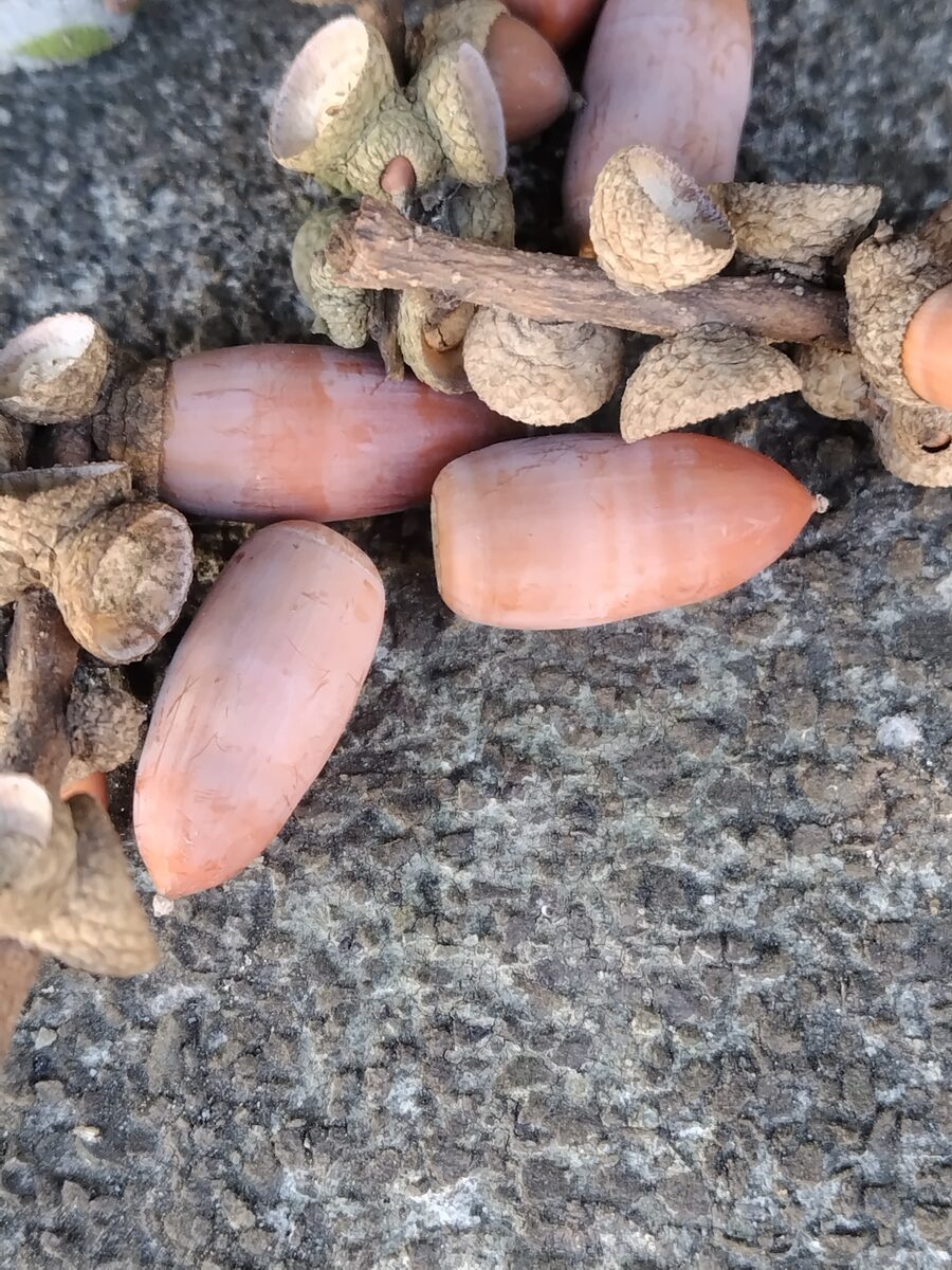 Lithocarpus edulis - (Makino.)Nakai. — photo