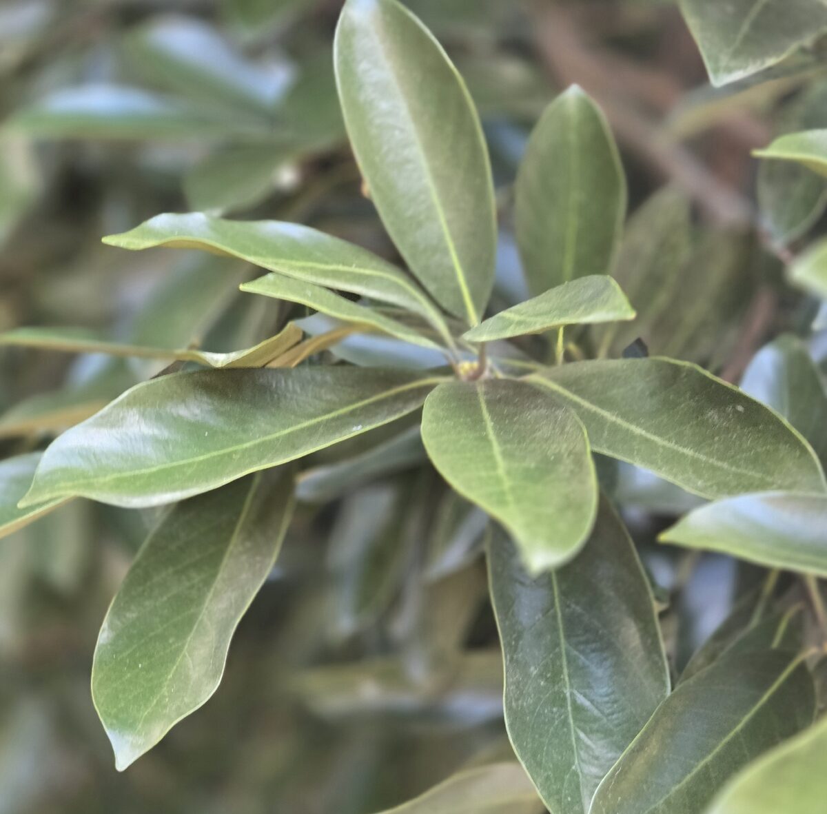 Lithocarpus edulis - (Makino.)Nakai. — photo
