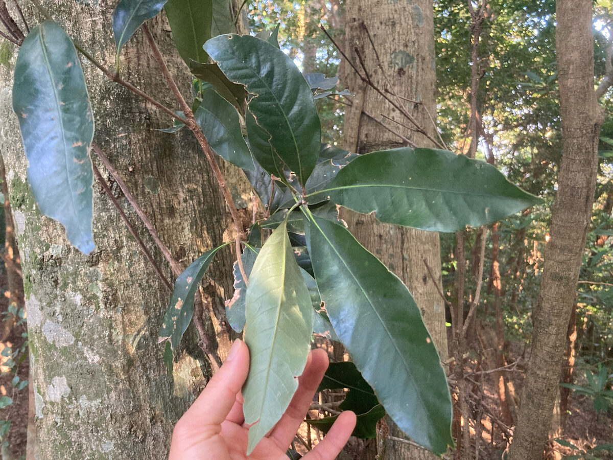 Lithocarpus edulis - (Makino.)Nakai.