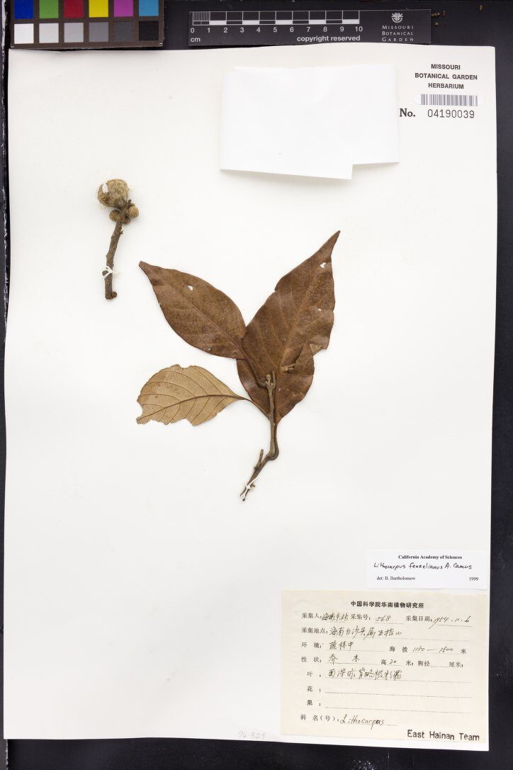 Lithocarpus fenzelianus