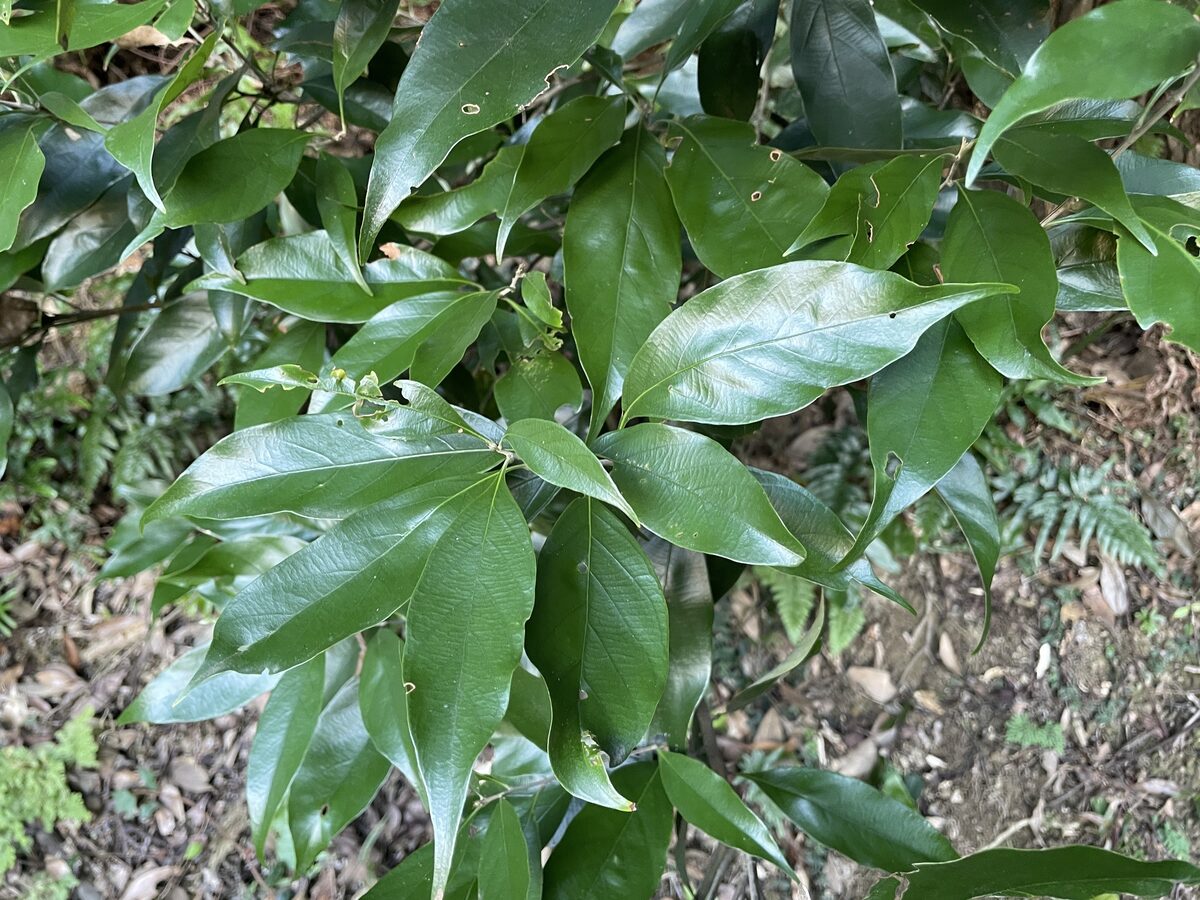Lithocarpus glaber - (Thunb.)Nakai. (Japanese Oak) — photo