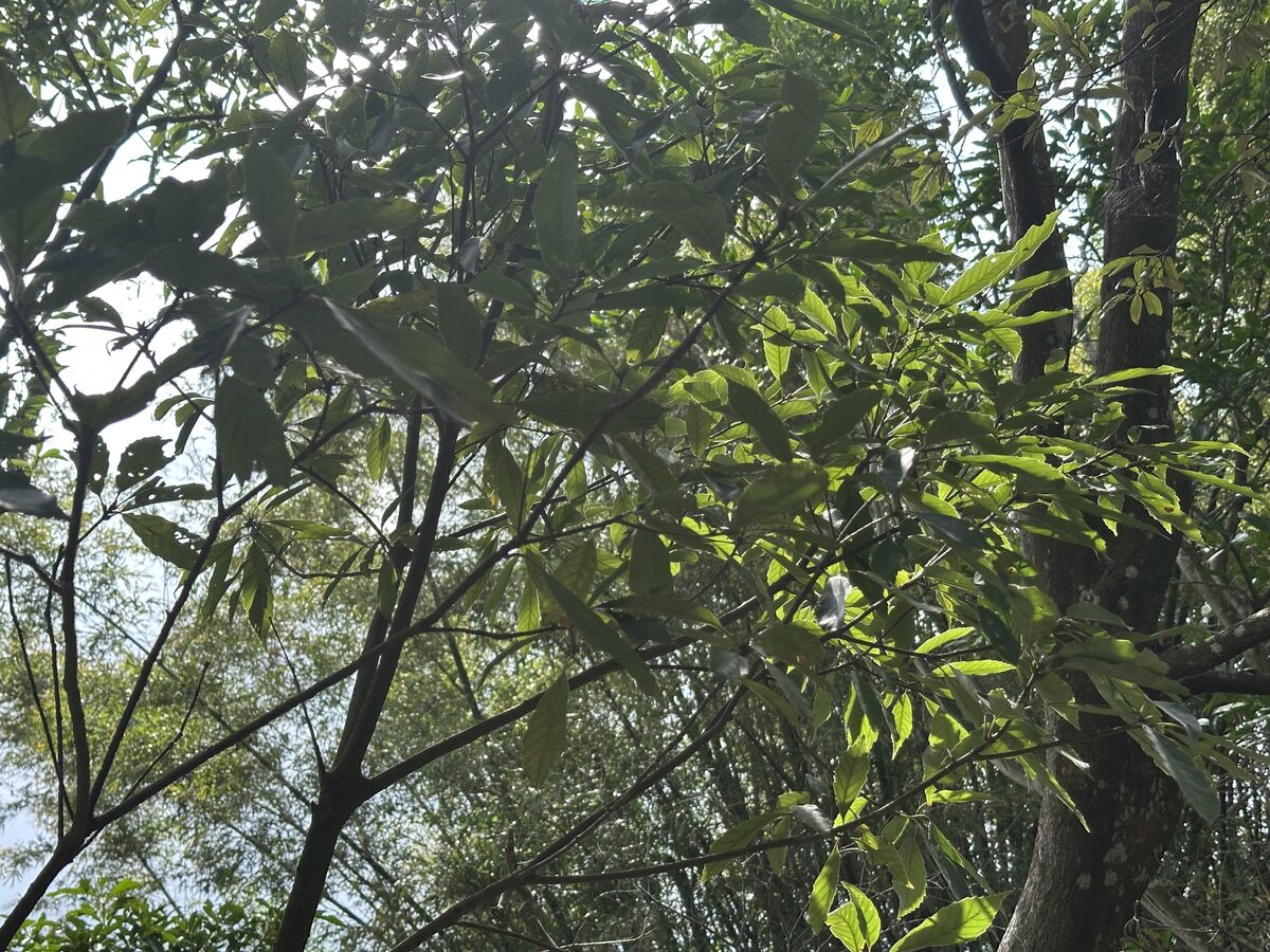 Lithocarpus glaber - (Thunb.)Nakai. (Japanese Oak) — photo
