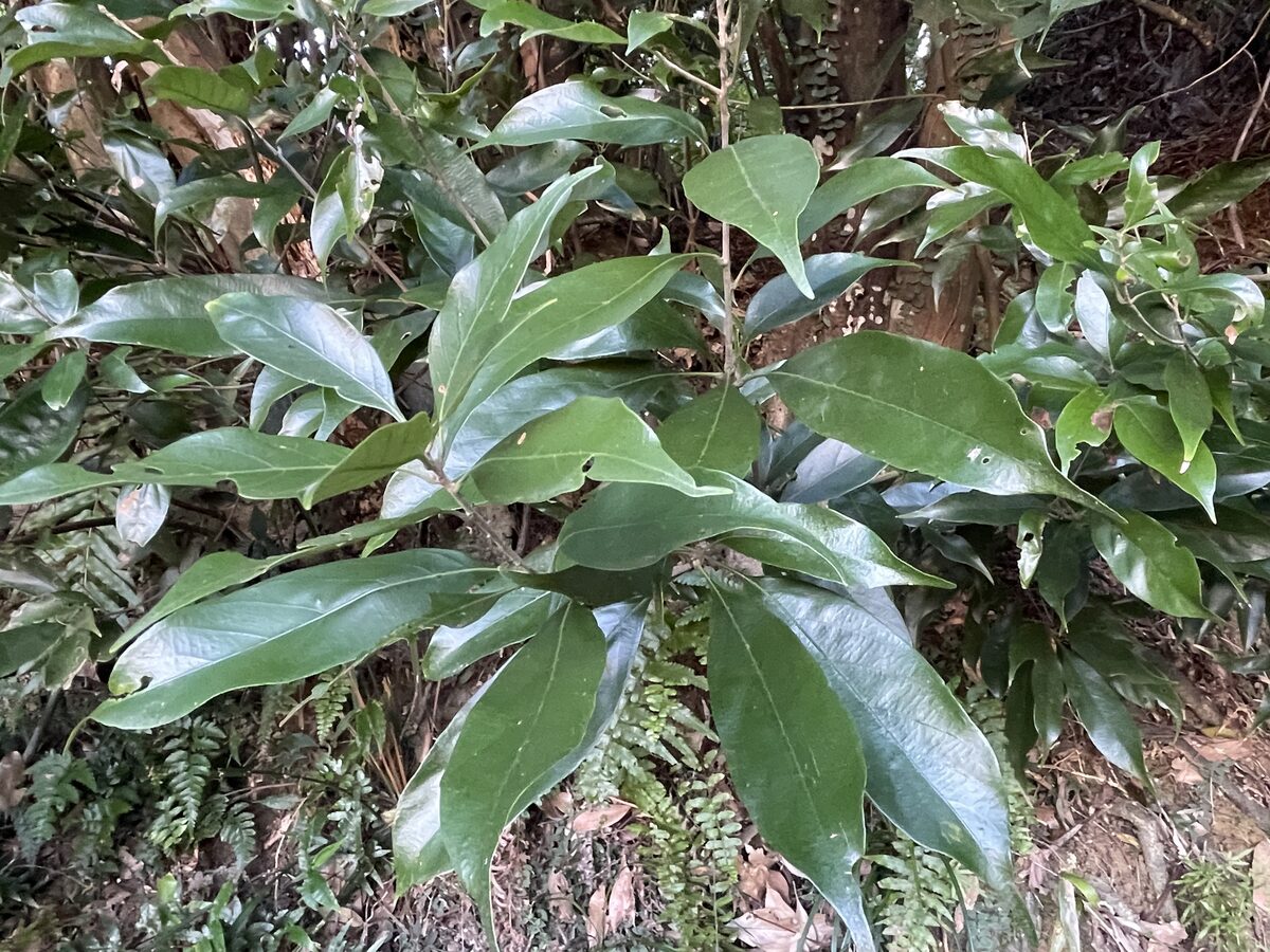 Lithocarpus glaber - (Thunb.)Nakai.