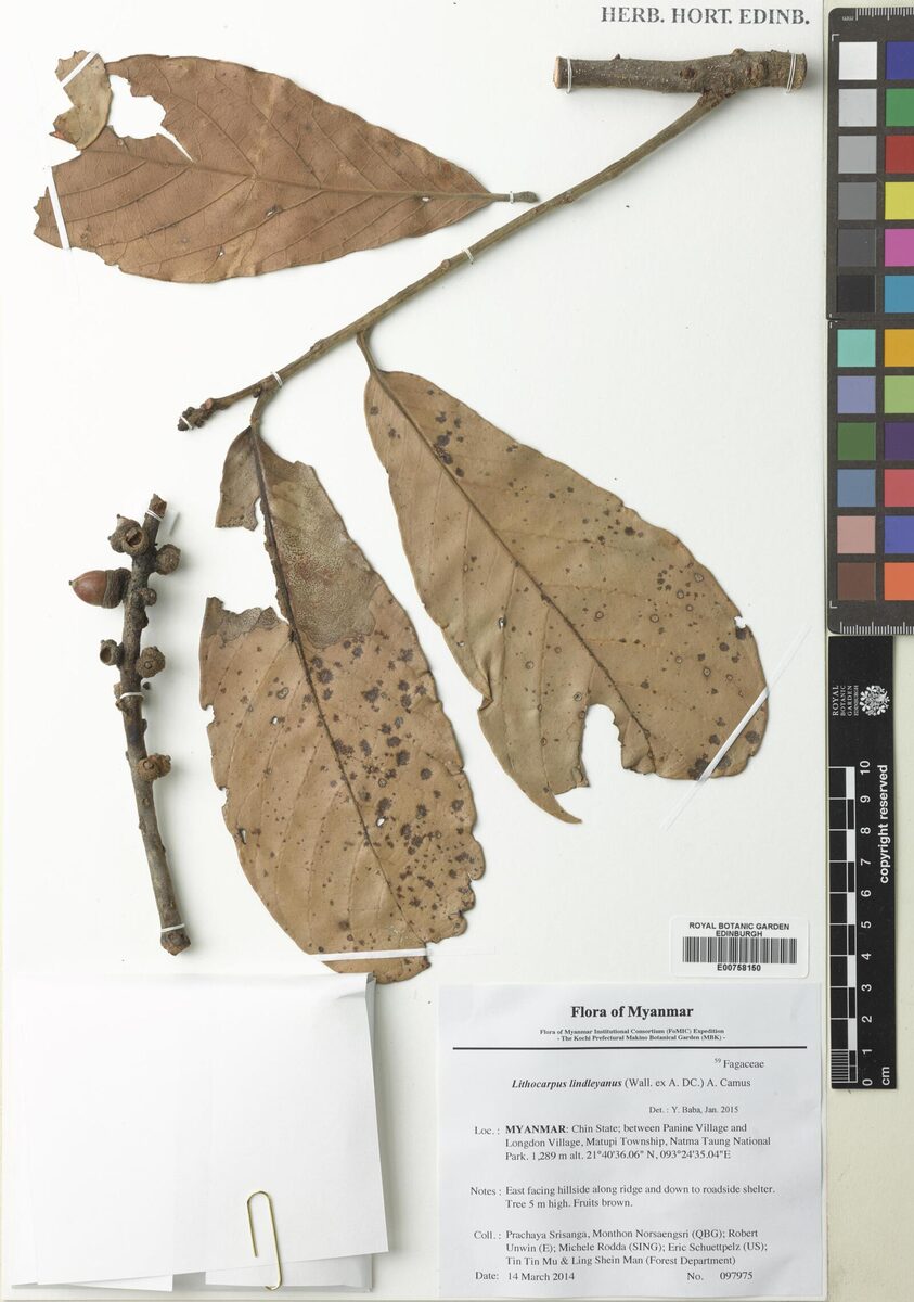 Lithocarpus lindleyanus — photo