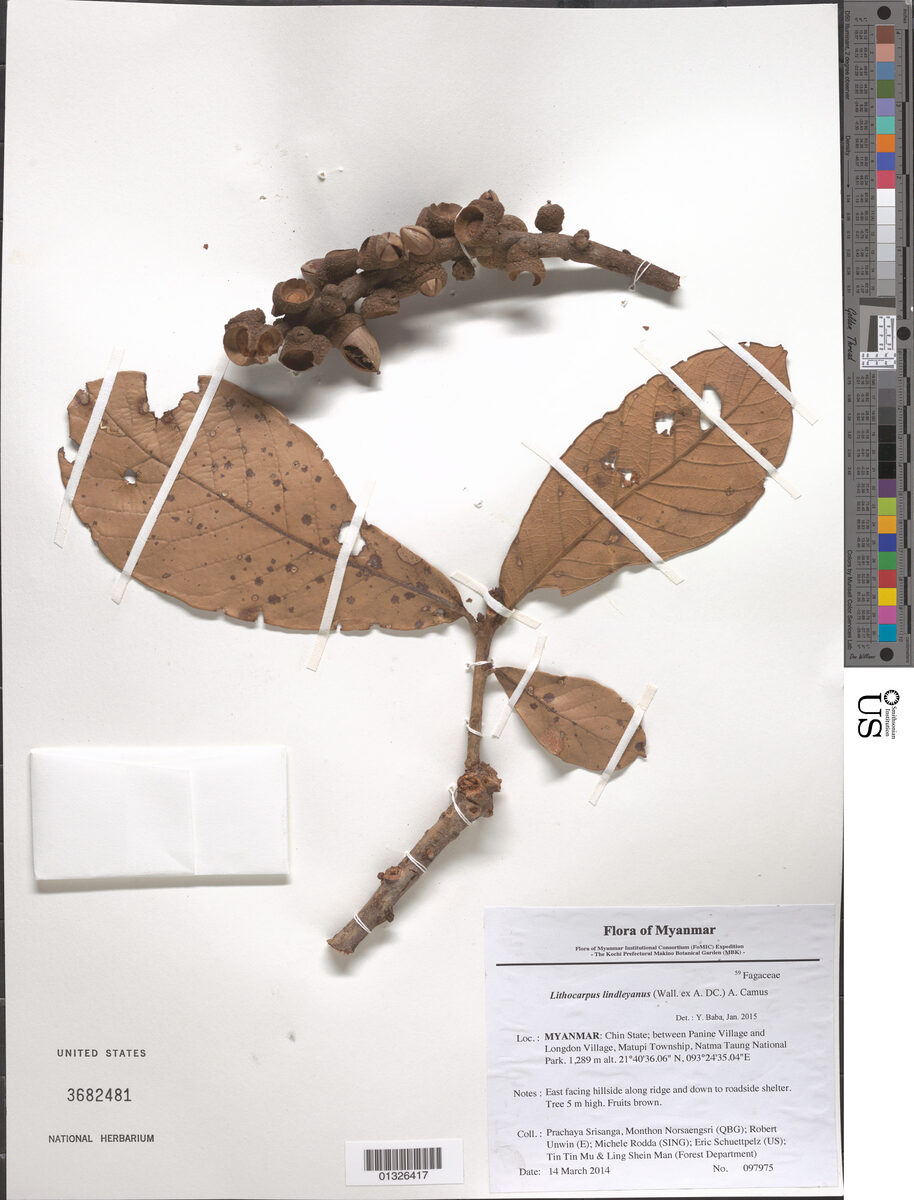 Lithocarpus lindleyanus — photo