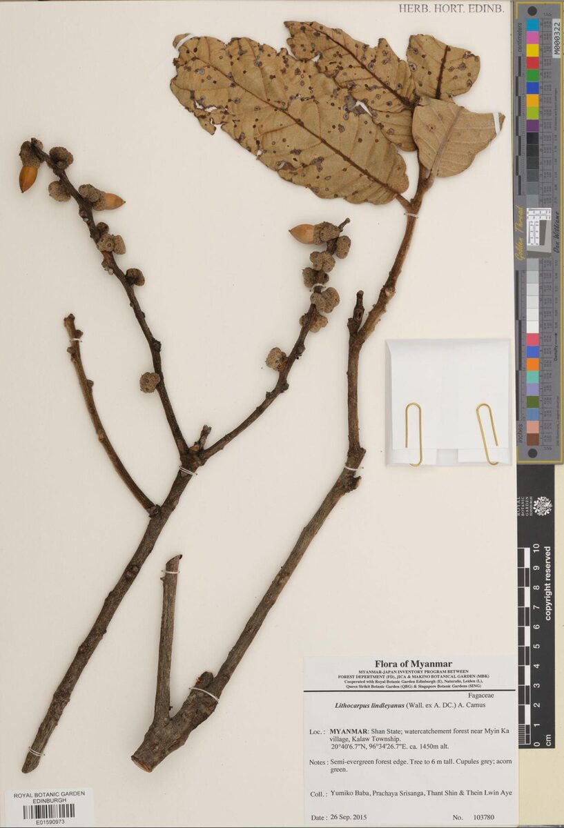 Lithocarpus lindleyanus