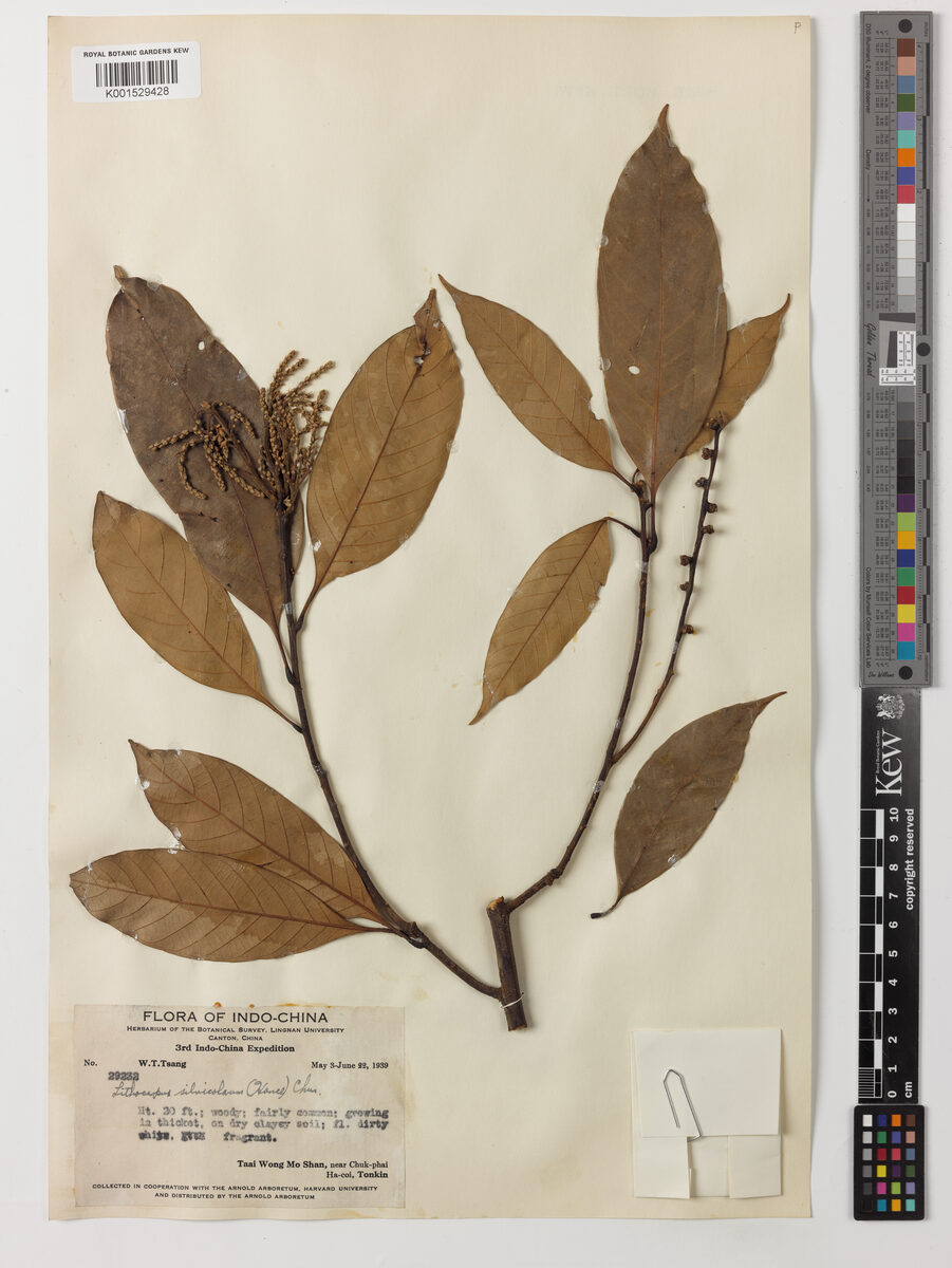 Lithocarpus silvicolarum