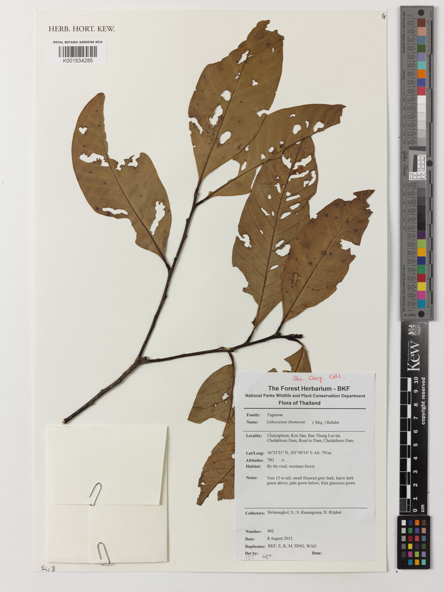 Lithocarpus thomsonii (Lu xi ke) — photo