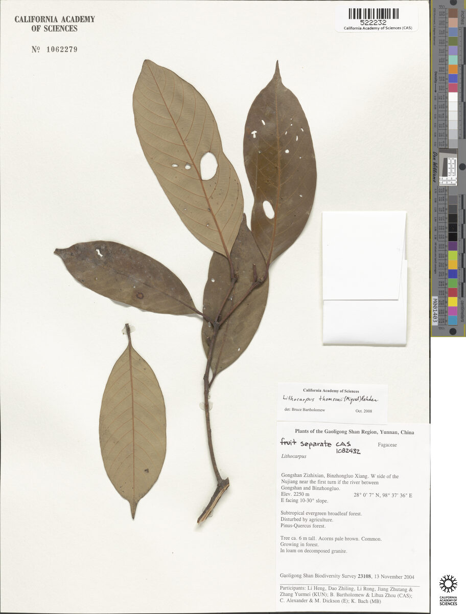 Lithocarpus thomsonii (Lu xi ke) — photo