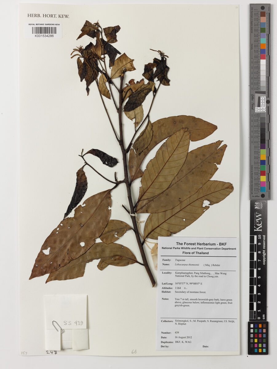 Lithocarpus thomsonii
