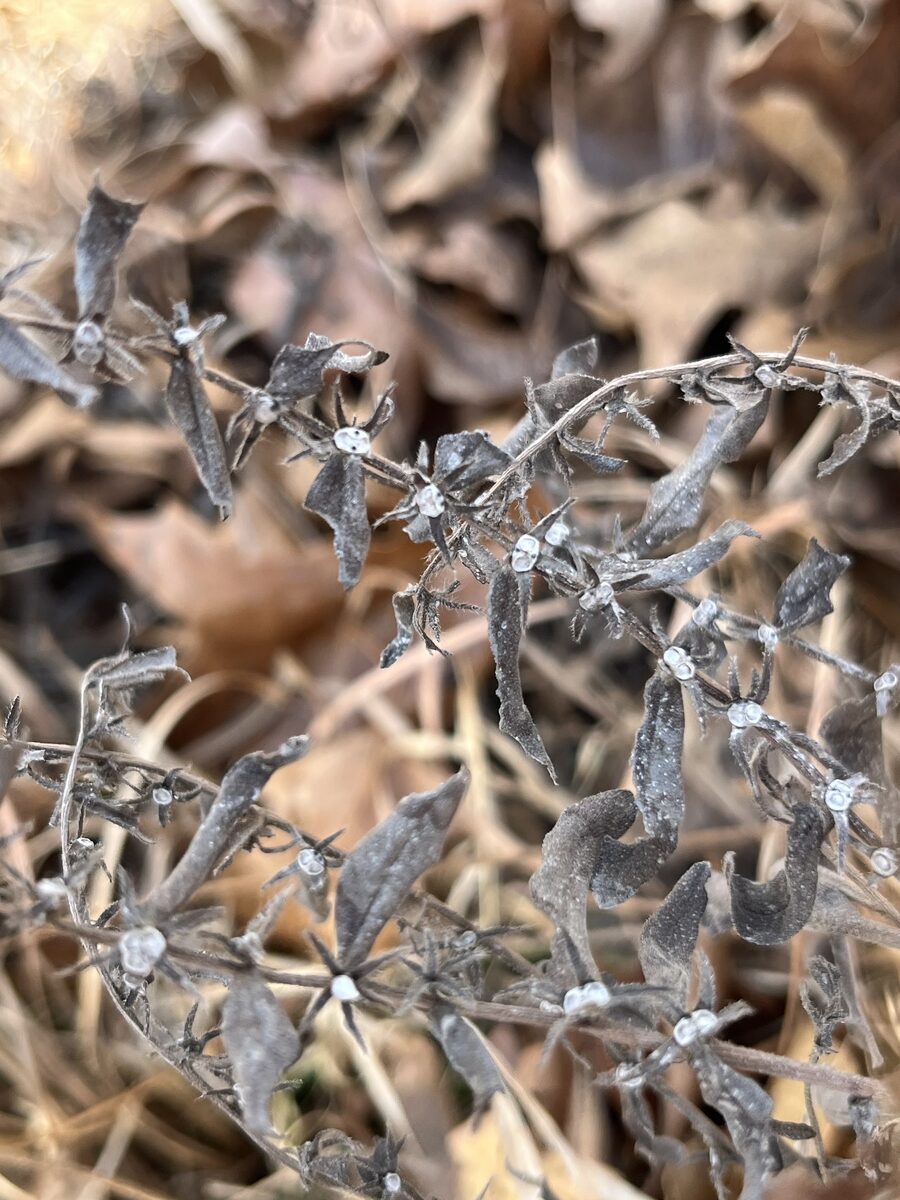 Lithospermum canescens - (Michx.)Lehm. (Paint Indian) — photo