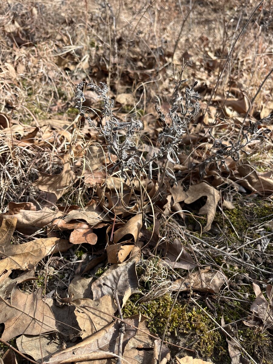 Lithospermum canescens - (Michx.)Lehm. (Paint Indian) — photo