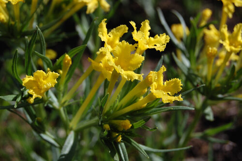 Lithospermum incisum (Narrow-Leaf Gromwell) — photo