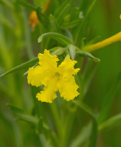 Lithospermum incisum (Narrow-Leaf Gromwell) — photo