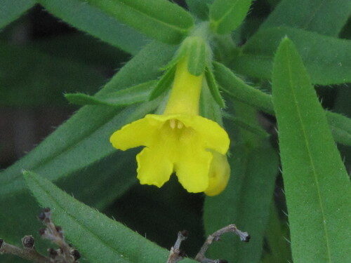 Lithospermum multiflorum (Manyflowered Gromwell) — photo