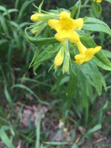 Lithospermum multiflorum